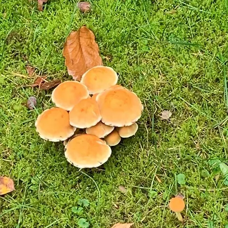 Villa Vosseveen 62 *