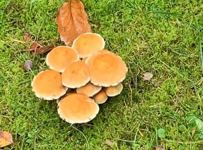 Villa Vosseveen 62 *